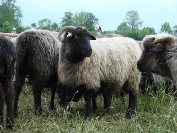 polska owca górska odmiany barwnej